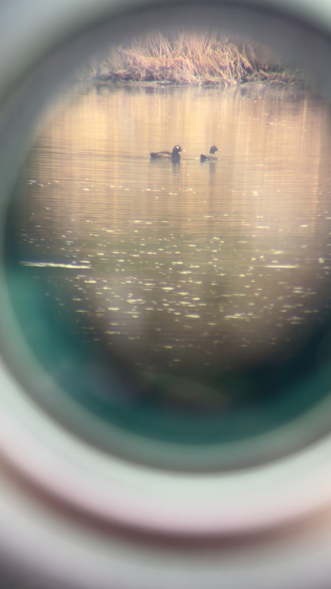 White-winged Scoter - ML635057474