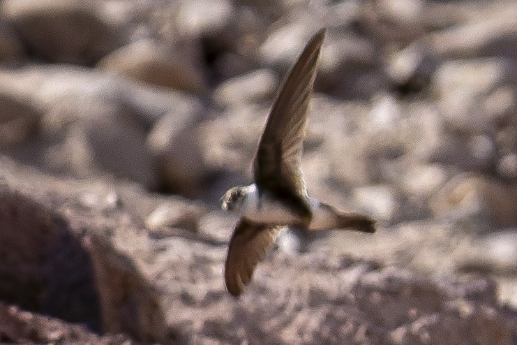 Andean Swift - ML635057506