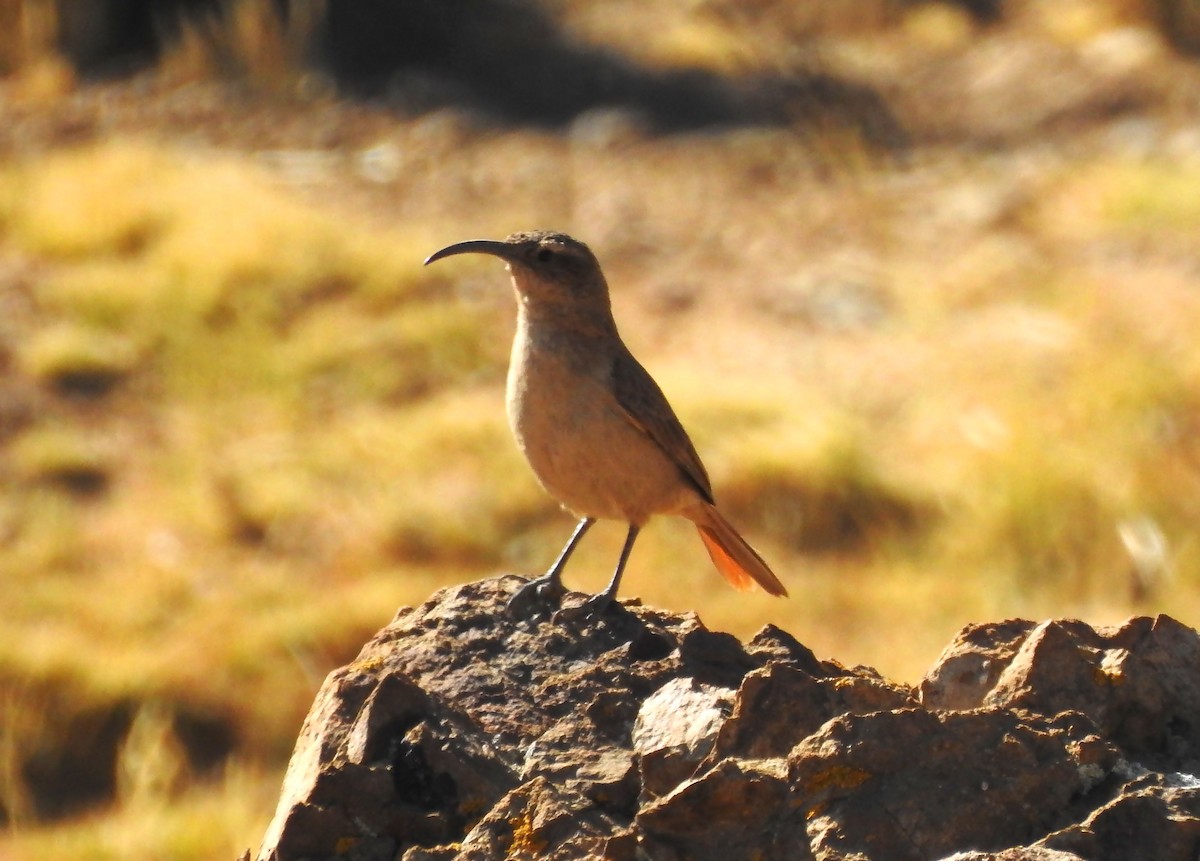 Buff-breasted Earthcreeper - ML635057575