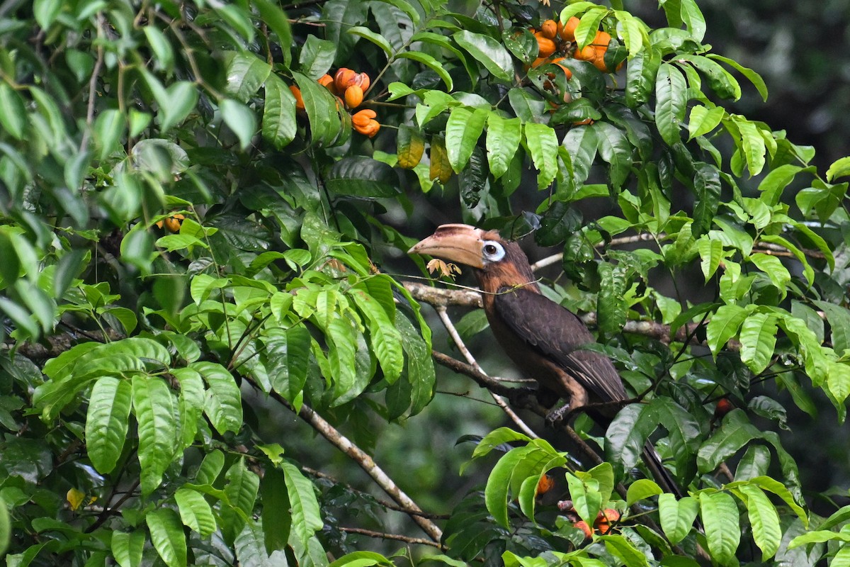 Rusty-cheeked Hornbill - ML635057635