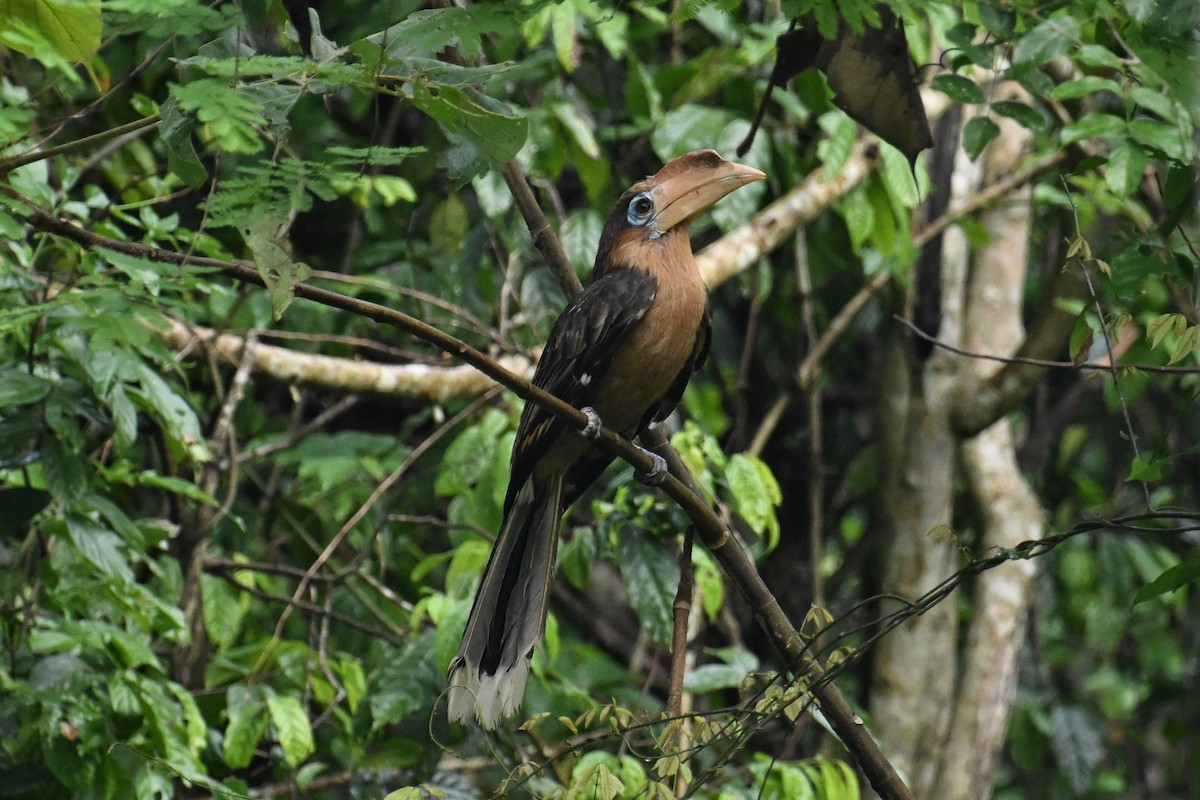 Rusty-cheeked Hornbill - ML635057636