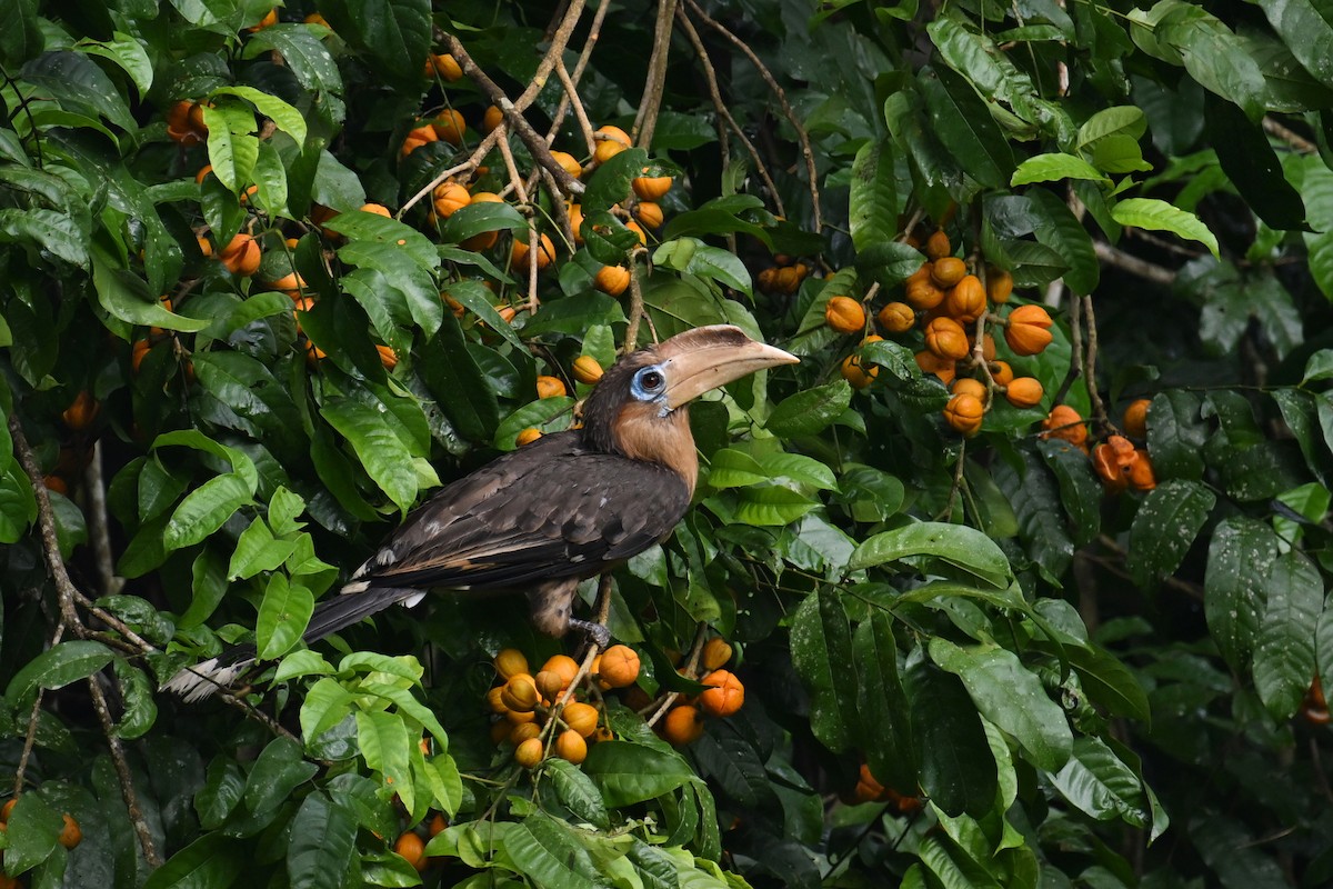 Rusty-cheeked Hornbill - ML635057637