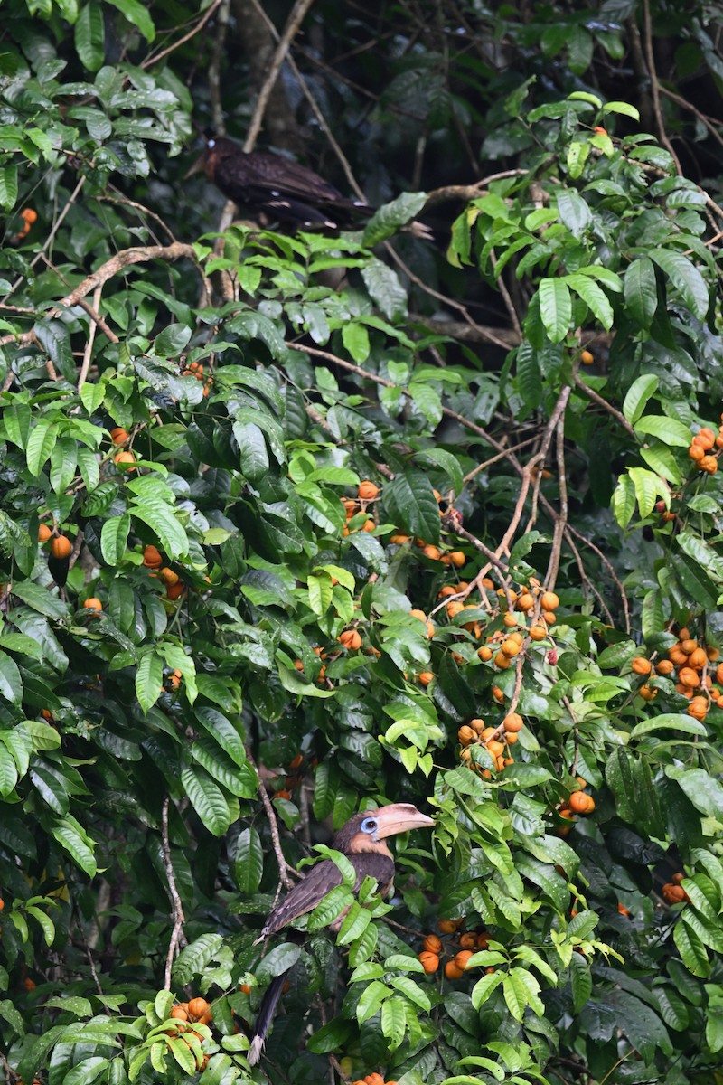 Rusty-cheeked Hornbill - ML635057639