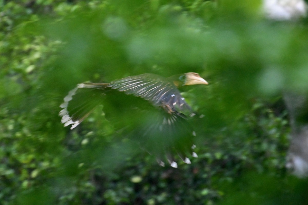 Rusty-cheeked Hornbill - ML635057640