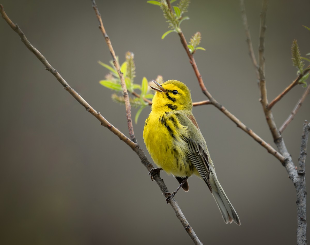 Prairie Warbler - ML635057659