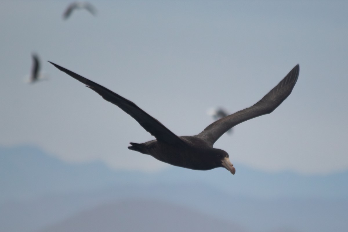 Northern Giant-Petrel - ML635057690