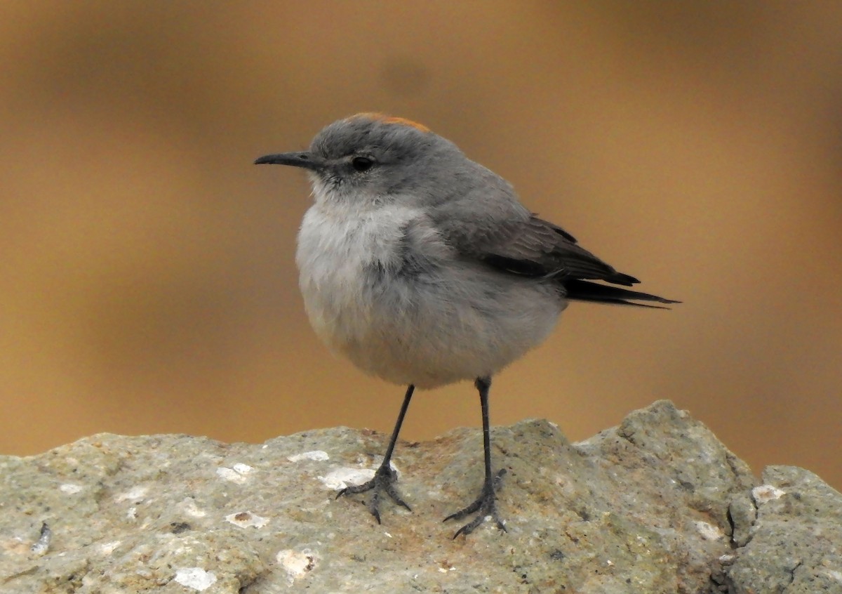 Rufous-naped Ground-Tyrant - ML635057741