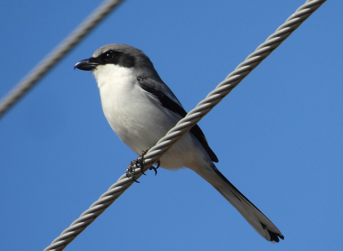 Loggerhead Shrike - ML635057786