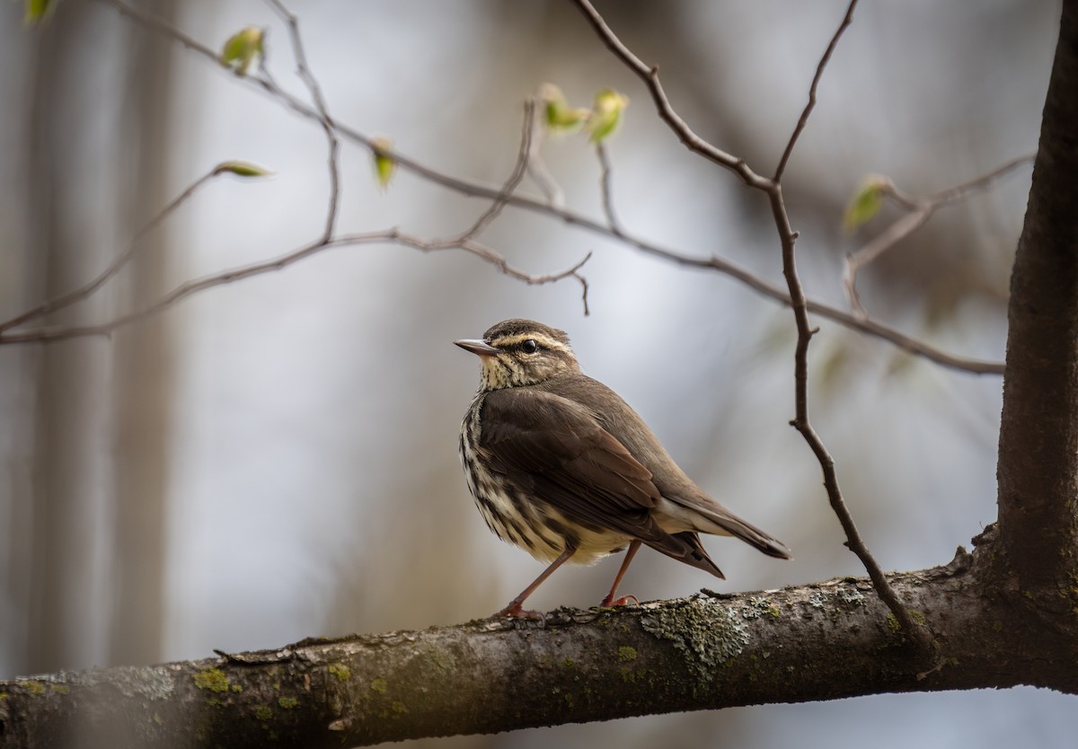 Northern Waterthrush - ML635057928