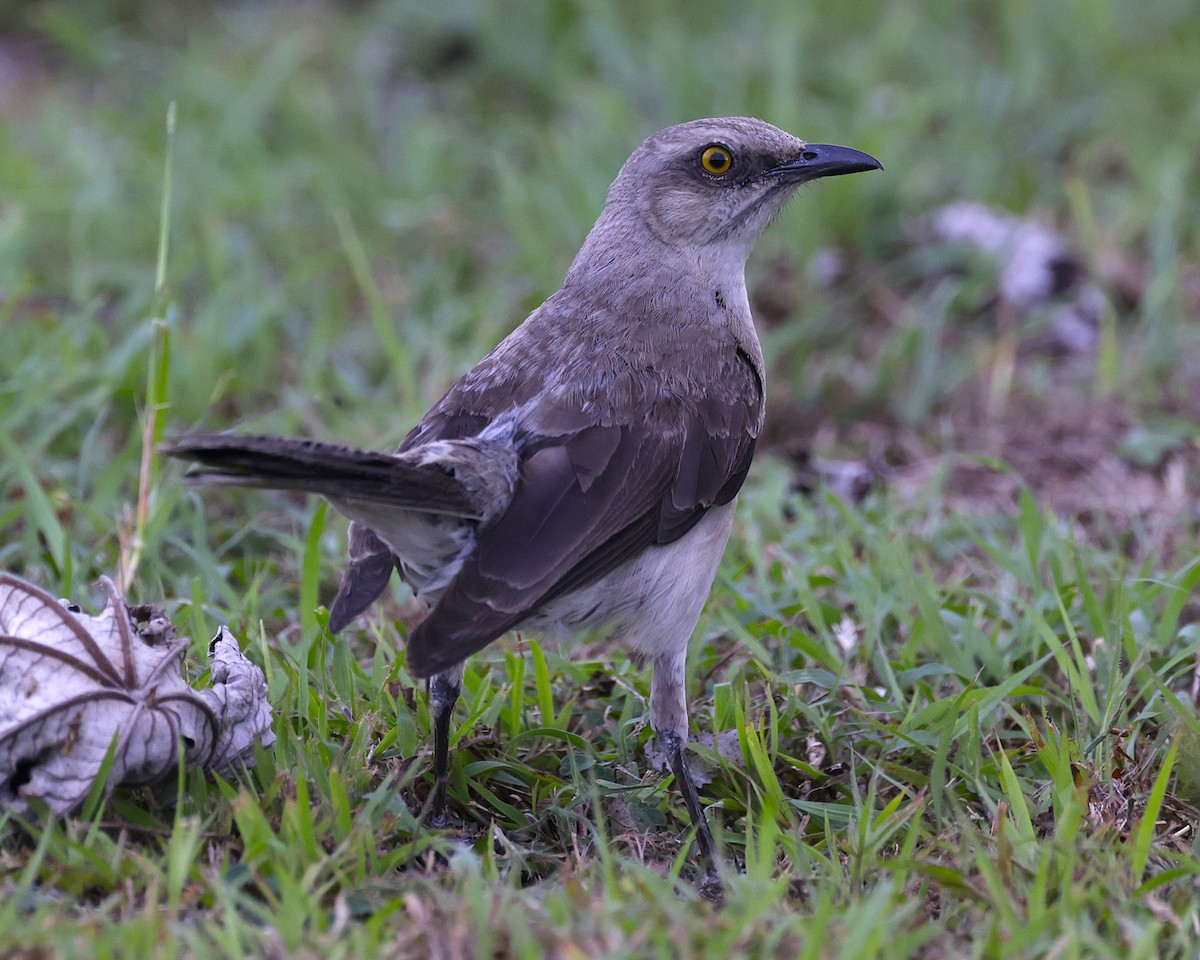 Tropical Mockingbird (Southern) - John Mills