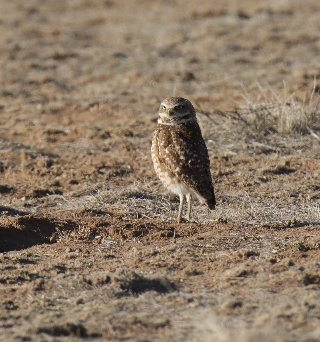 Burrowing Owl - ML635058023