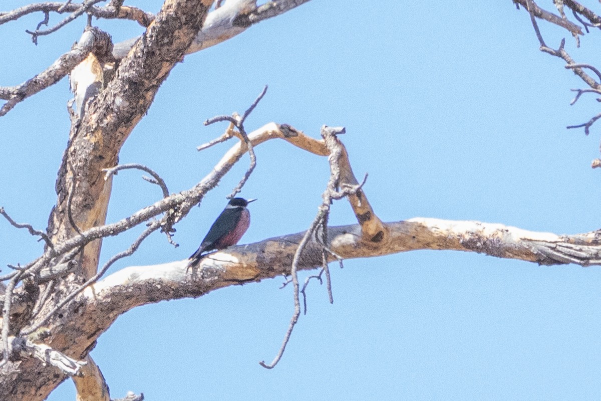Lewis's Woodpecker - Kalpesh Krishna