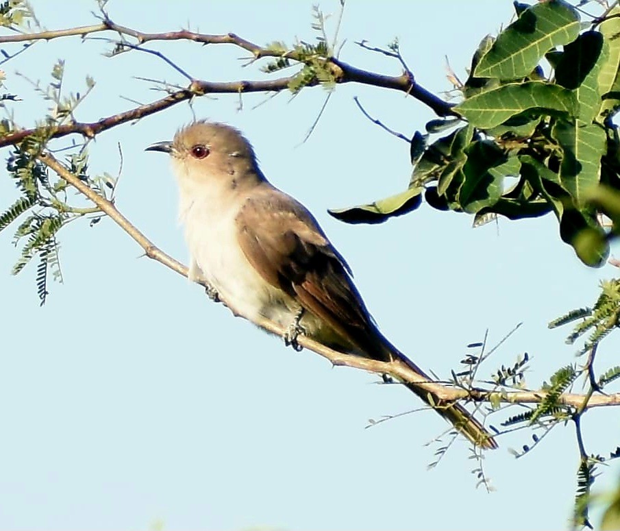 Ash-colored Cuckoo - ML635058411