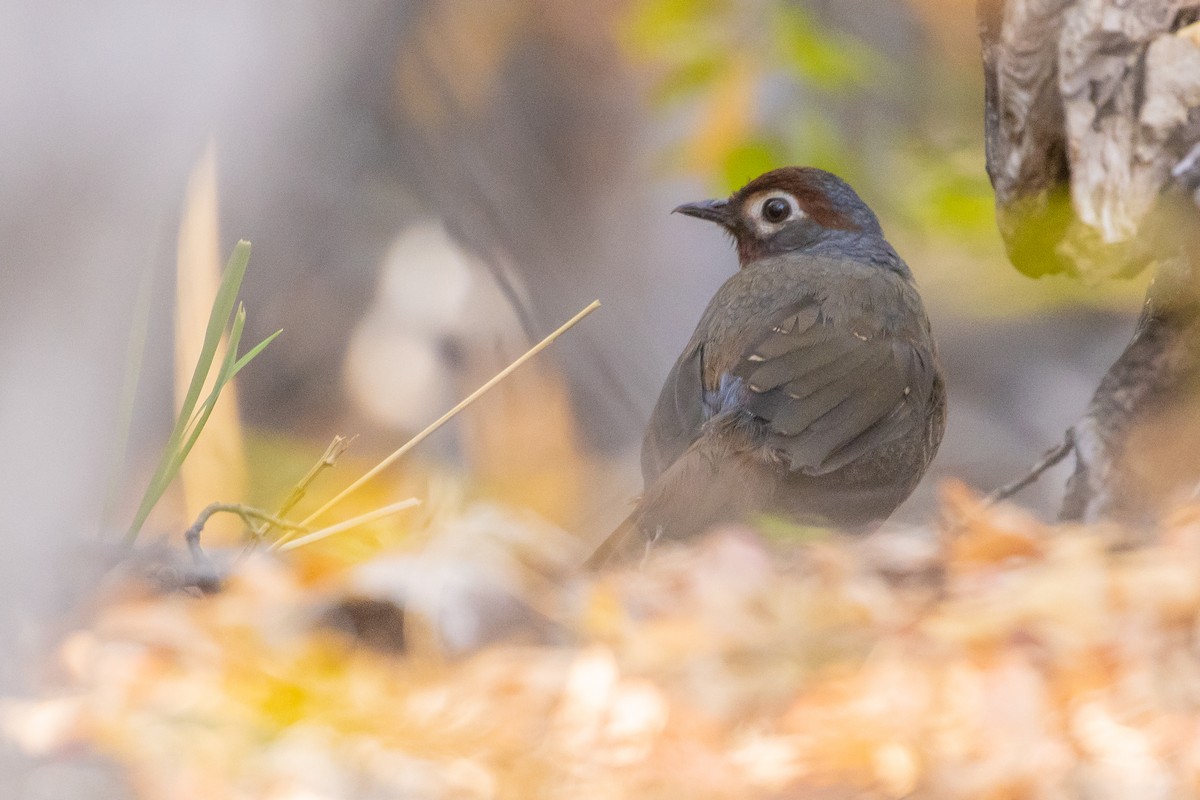 Chestnut-throated Huet-huet - ML635058412
