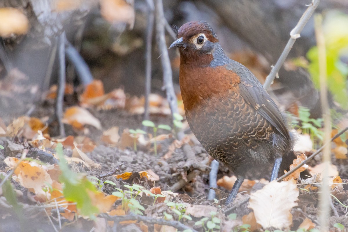 Chestnut-throated Huet-huet - ML635058413