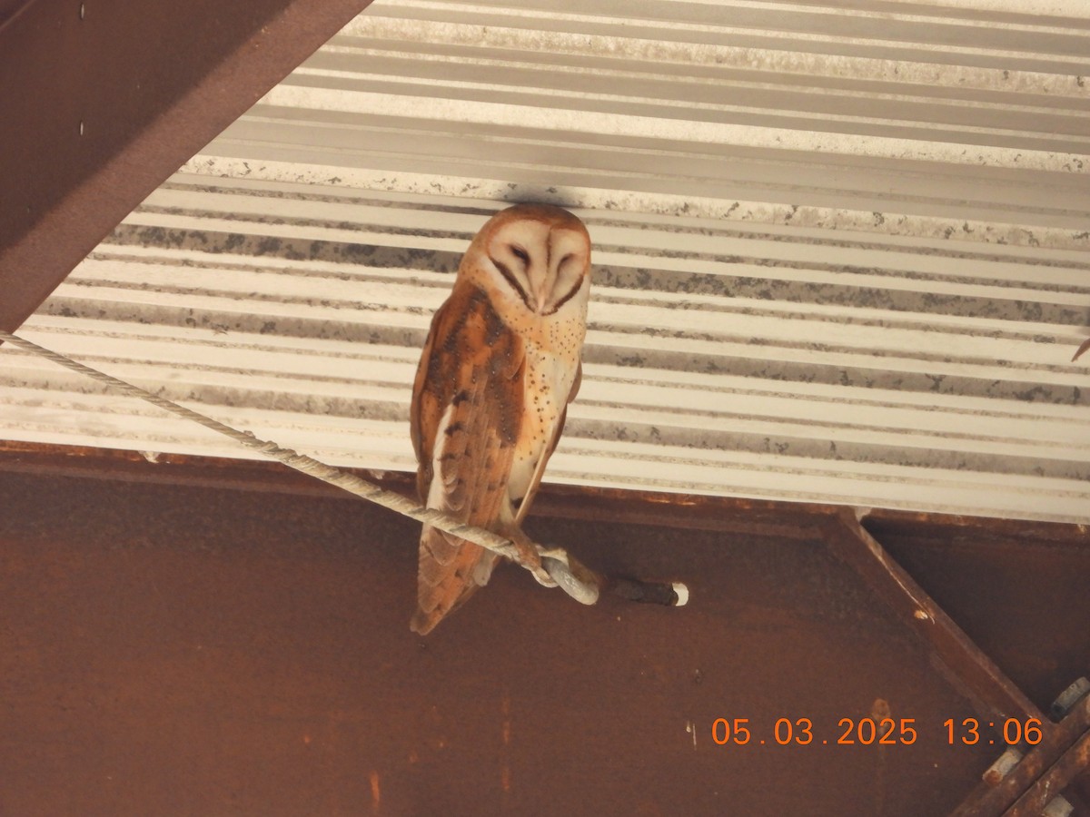 American Barn Owl - ML635058479