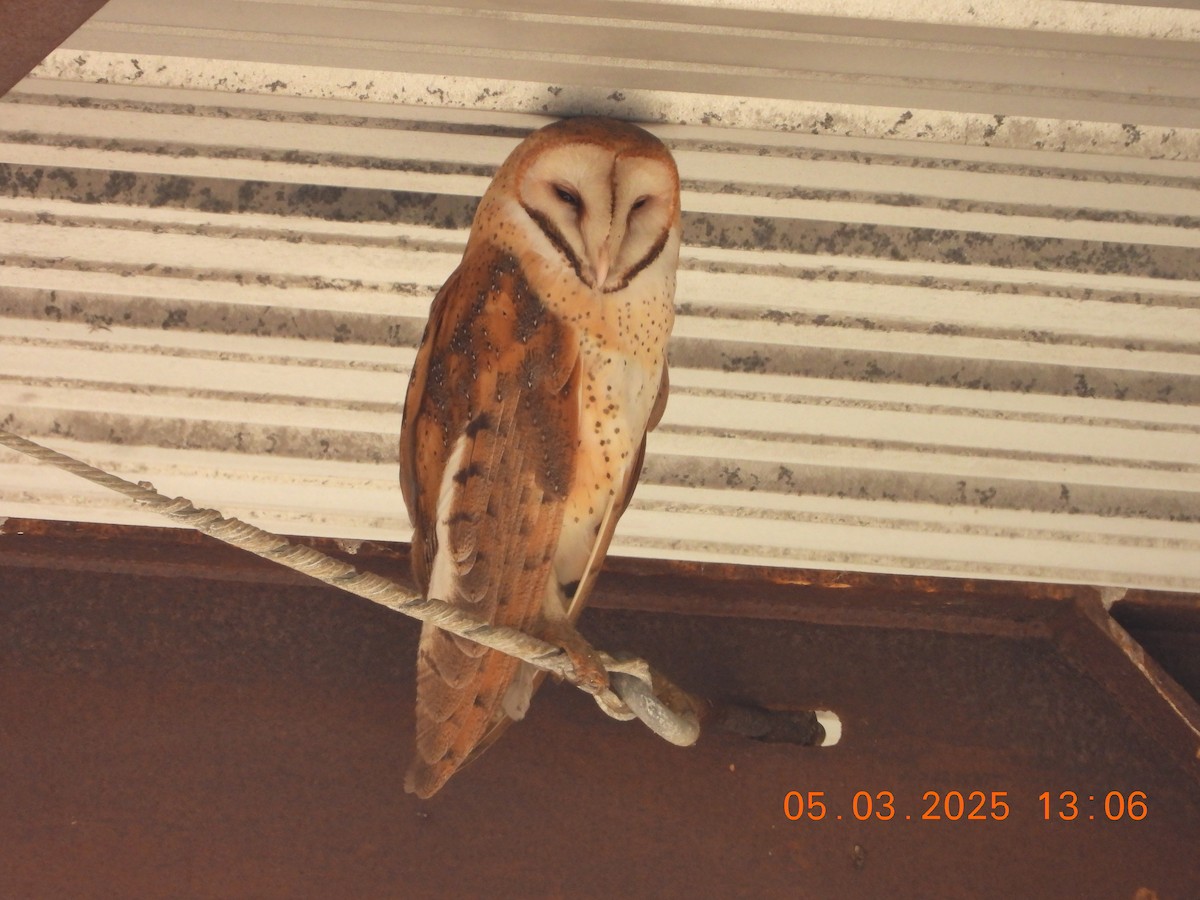 American Barn Owl - ML635058484
