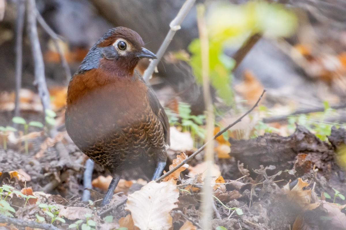 Chestnut-throated Huet-huet - ML635058485