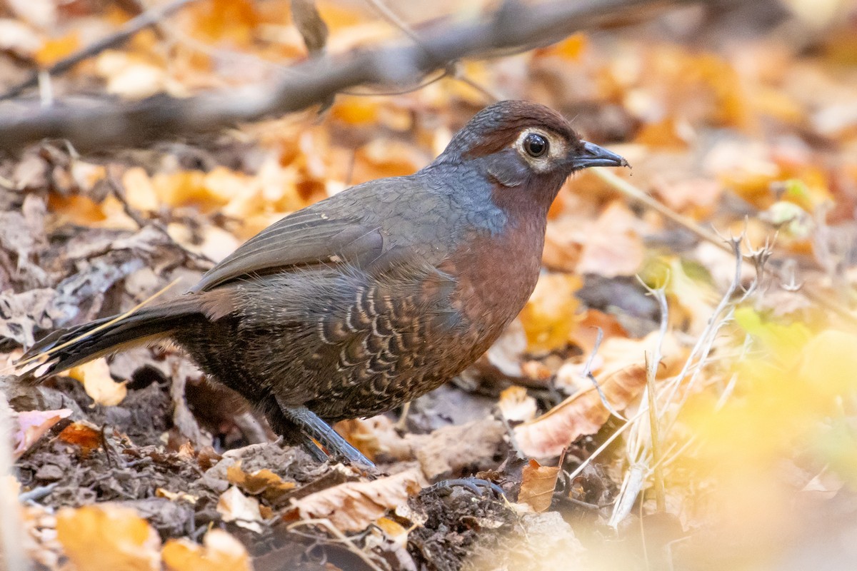 Chestnut-throated Huet-huet - ML635058486
