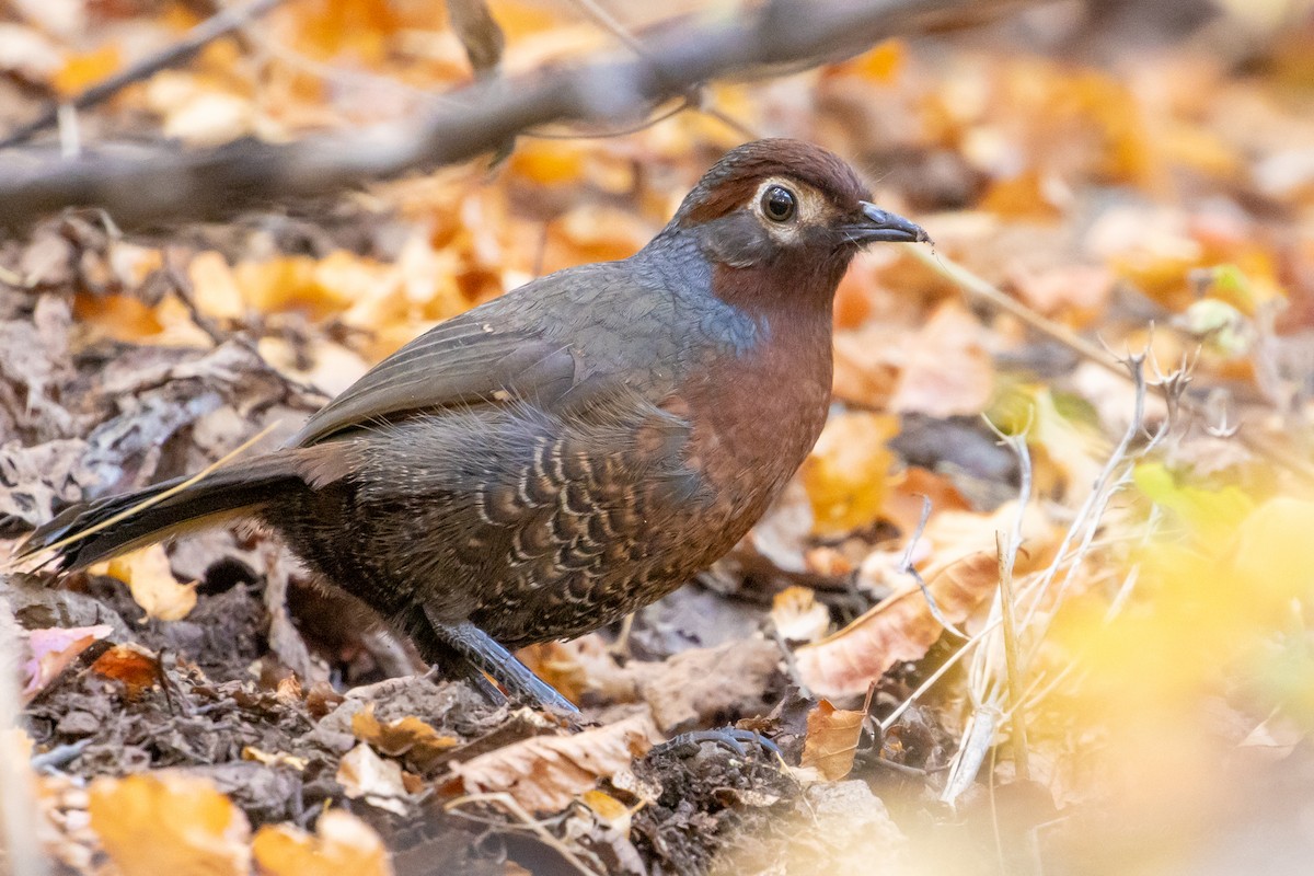 Chestnut-throated Huet-huet - ML635058487