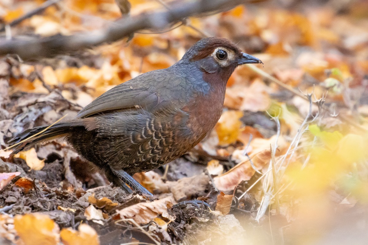 Chestnut-throated Huet-huet - ML635058488