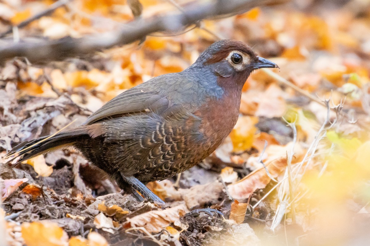 Chestnut-throated Huet-huet - ML635058491