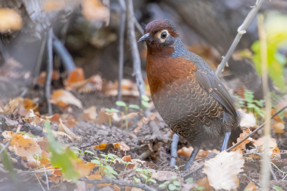 Chestnut-throated Huet-huet - ML635058493