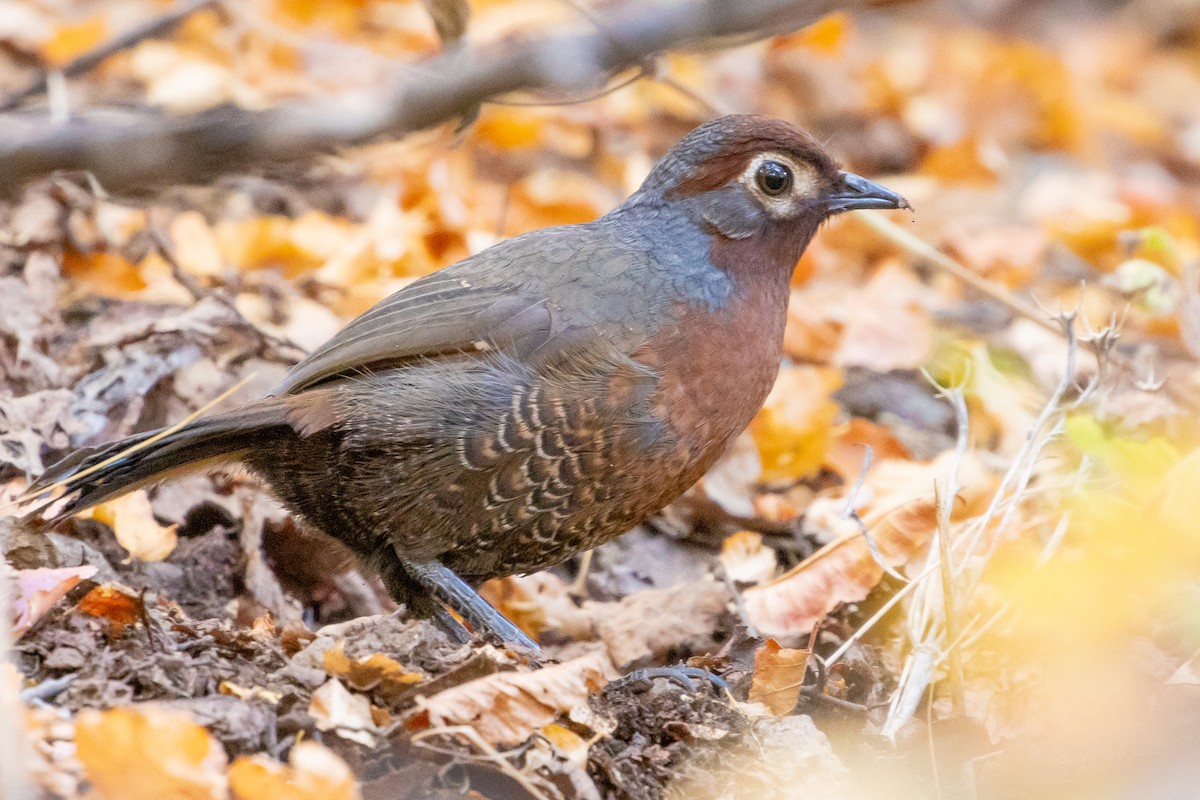 Chestnut-throated Huet-huet - ML635058494