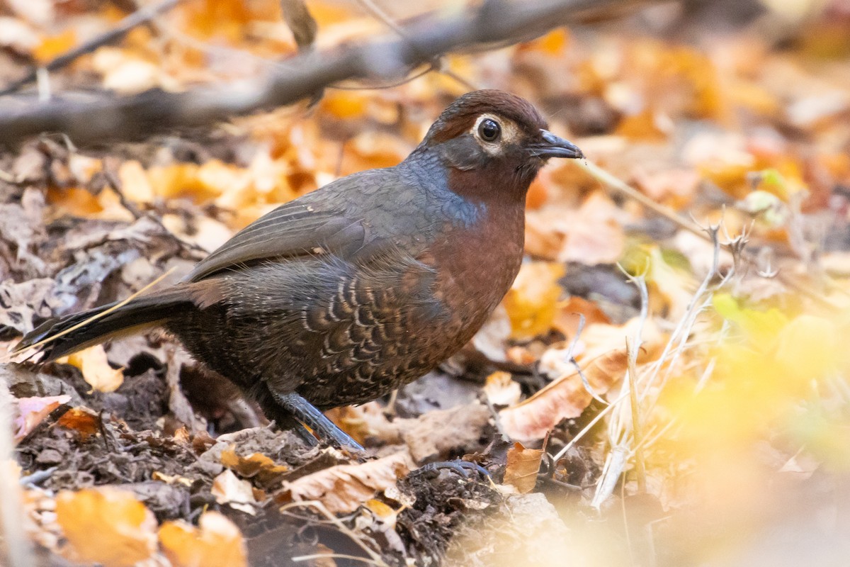 Chestnut-throated Huet-huet - ML635058495