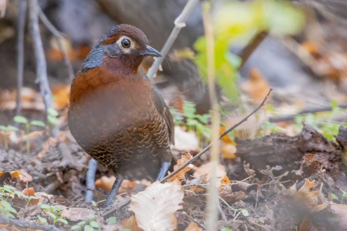Chestnut-throated Huet-huet - ML635058497