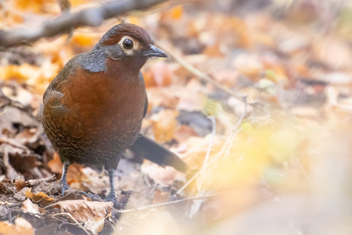 Chestnut-throated Huet-huet - ML635058500