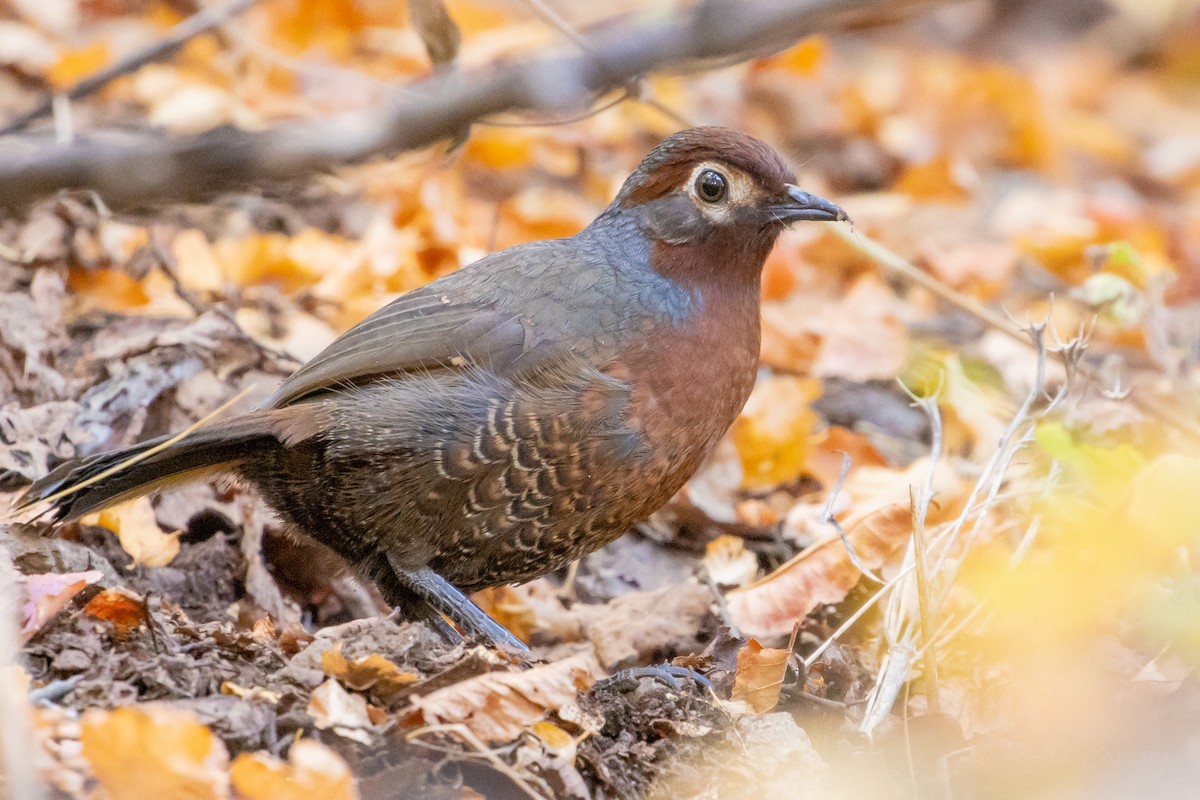 Chestnut-throated Huet-huet - ML635058501
