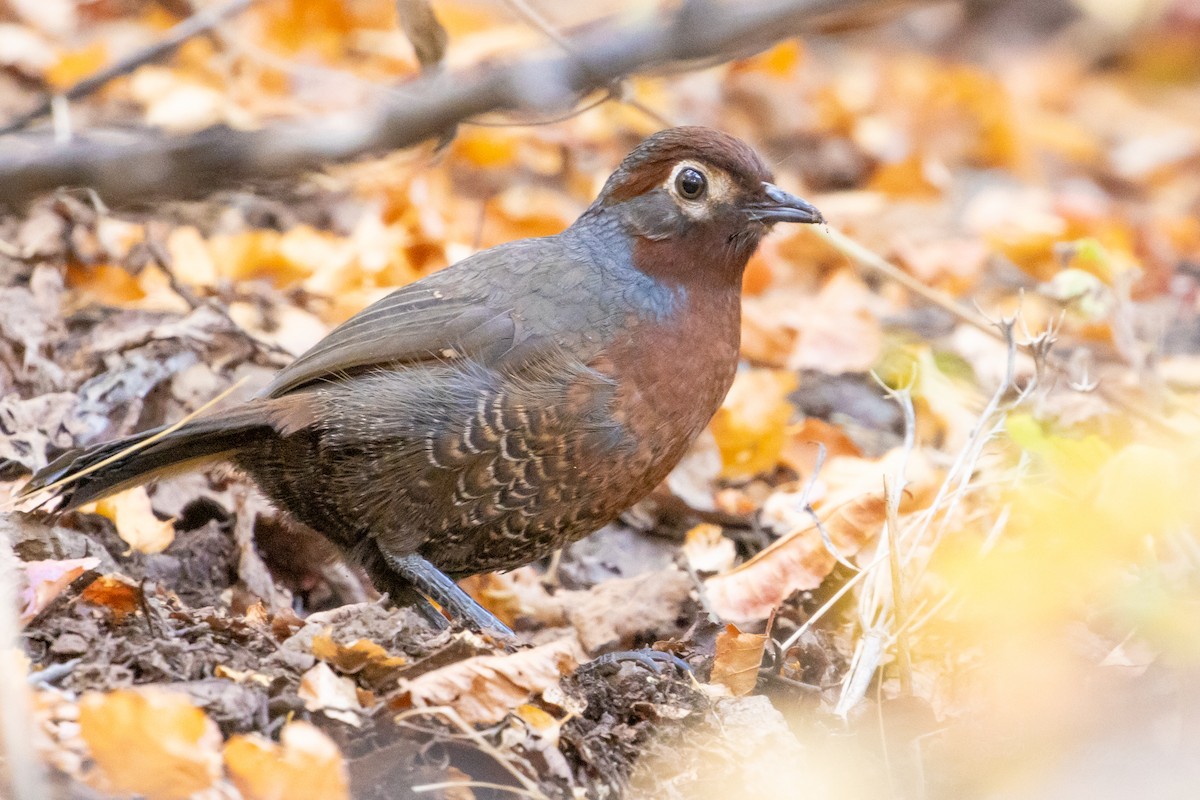 Chestnut-throated Huet-huet - ML635058504