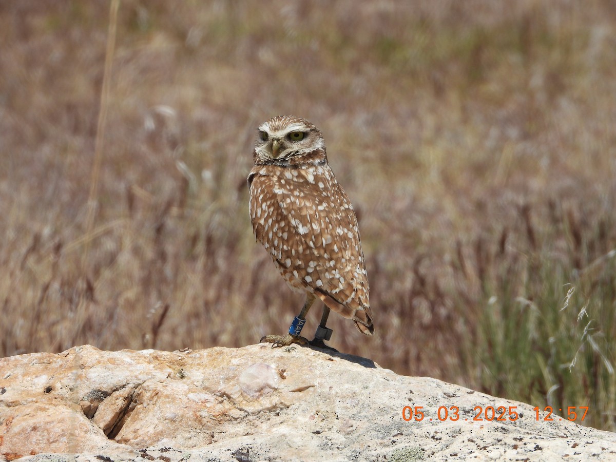 Burrowing Owl - ML635058519