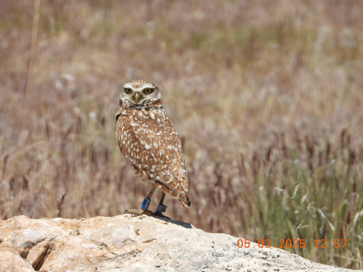 Burrowing Owl - ML635058520