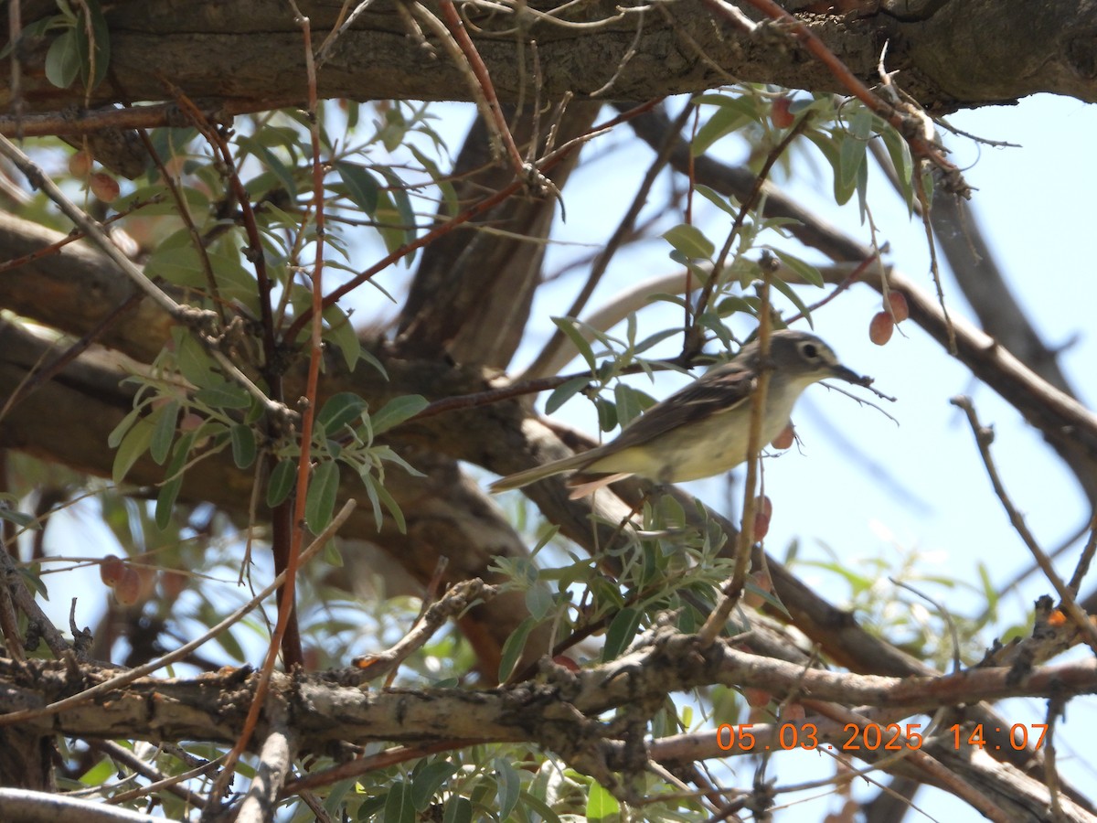 Plumbeous Vireo - ML635058542