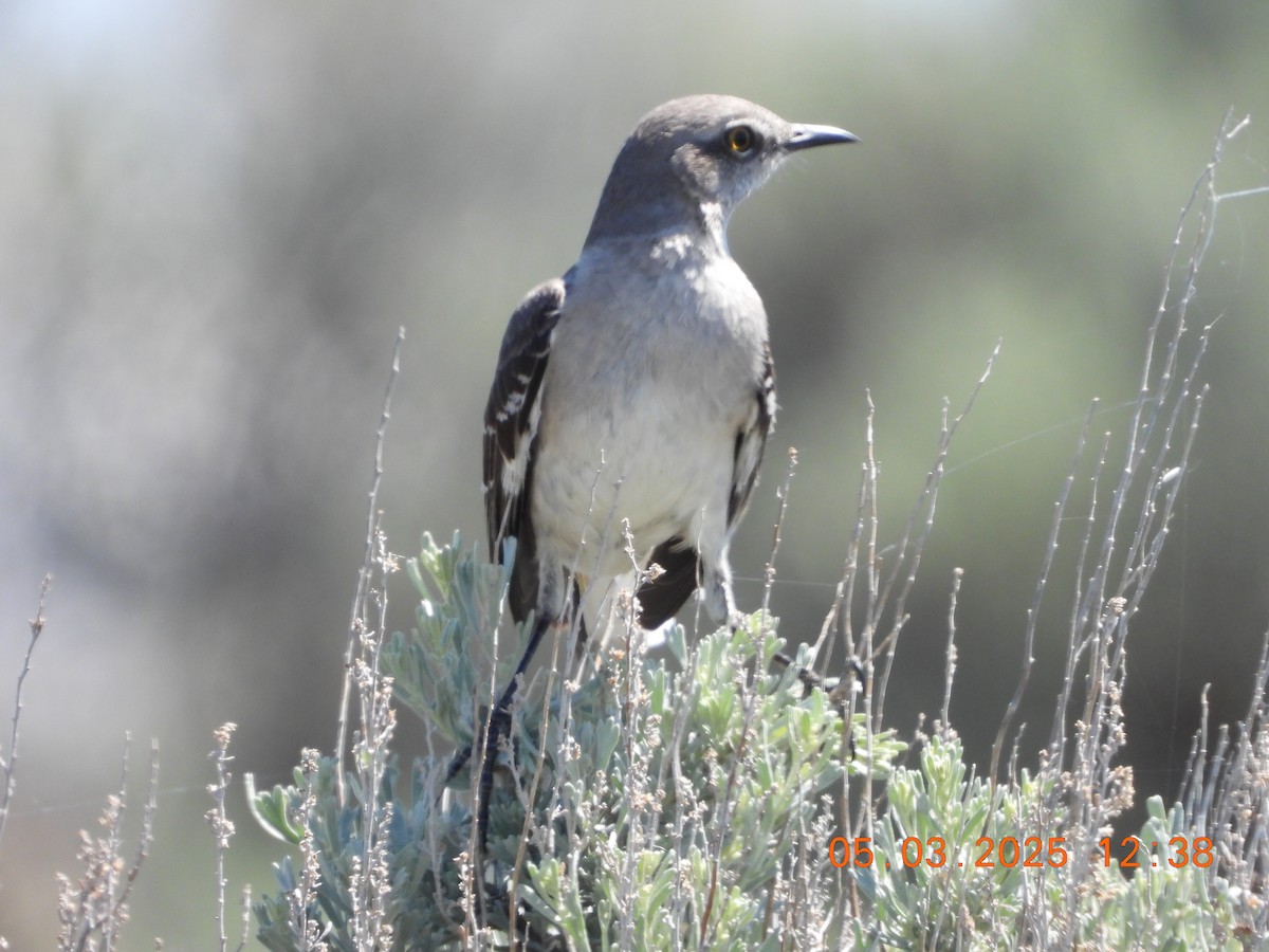 Northern Mockingbird - ML635058578