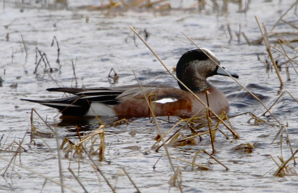 American Wigeon - ML635058661