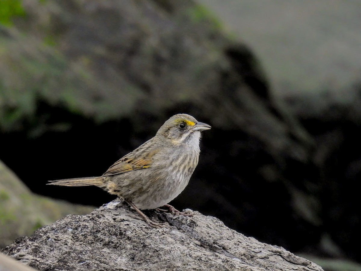 Seaside Sparrow - ML635058683