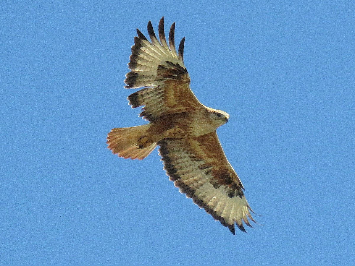 Poiana codabianca - ML635058746