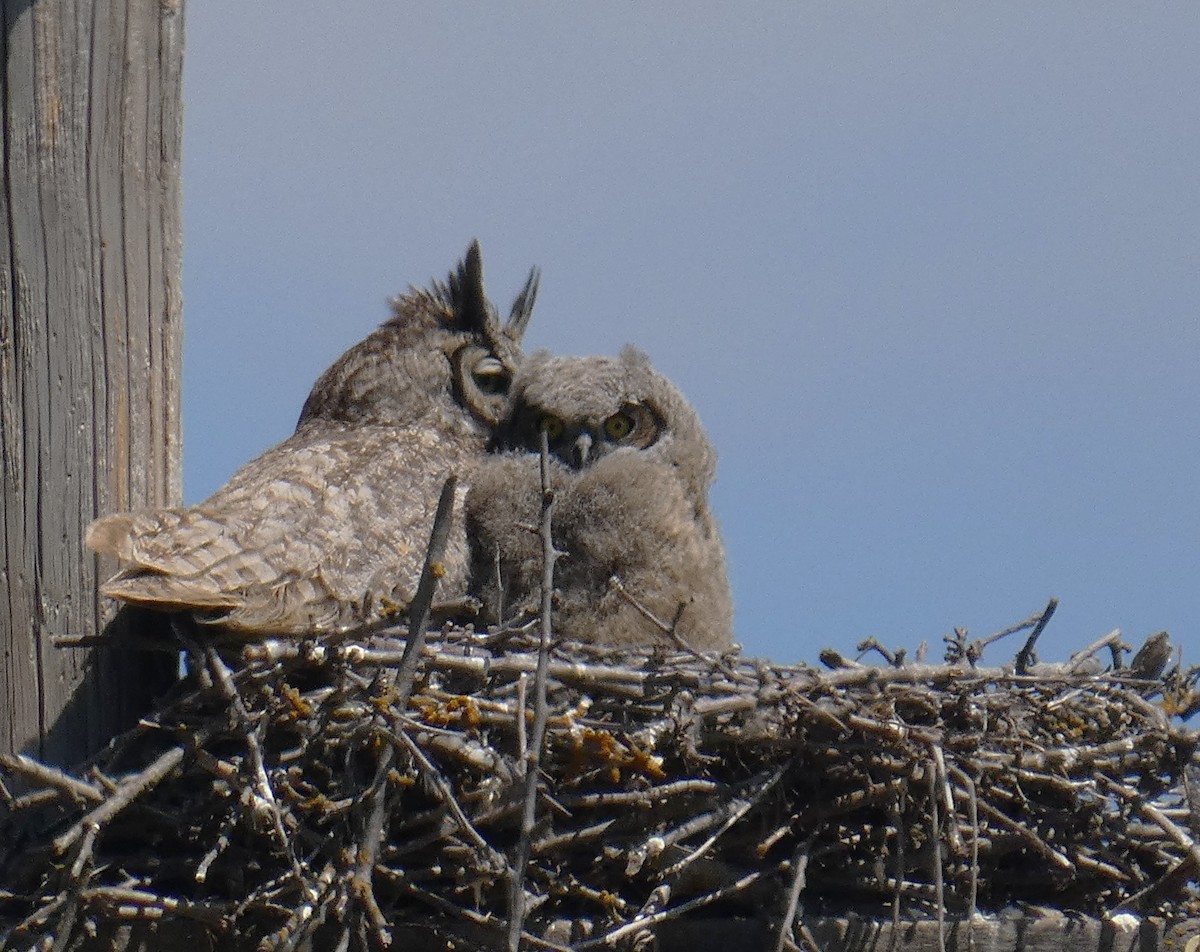 výr virginský - ML635058806