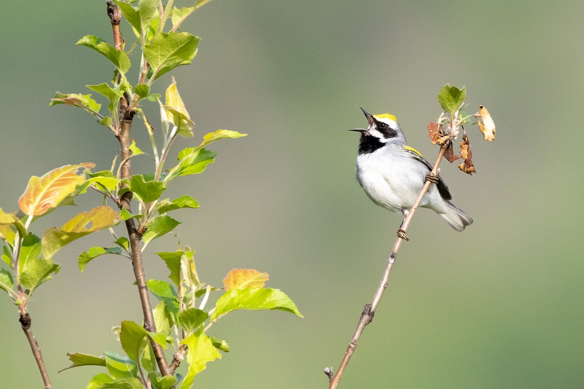 Golden-winged Warbler - Baxter Beamer