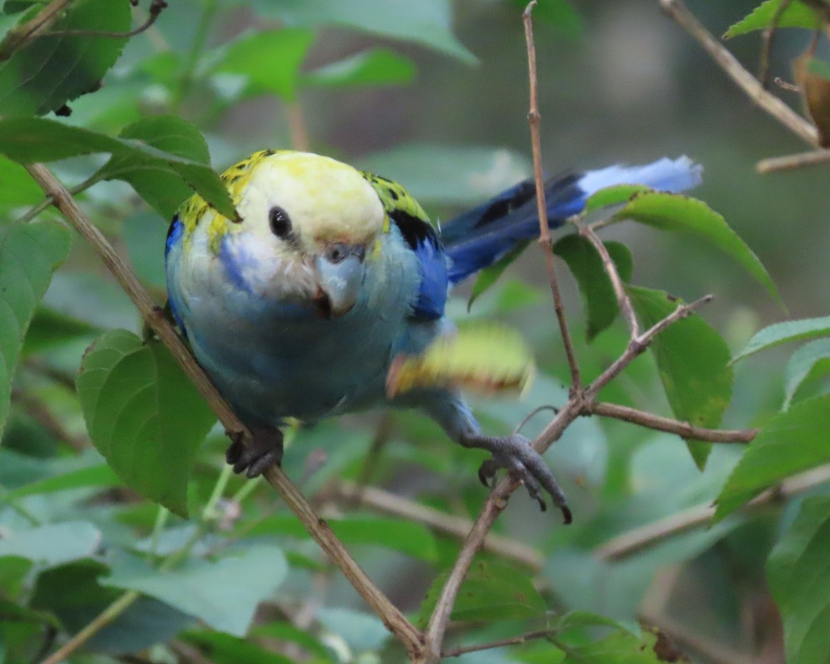 Pale-headed Rosella - ML635058940