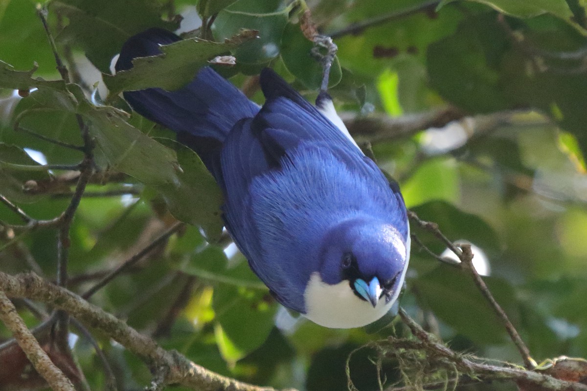 Madagascar Blue Vanga - ML635058986