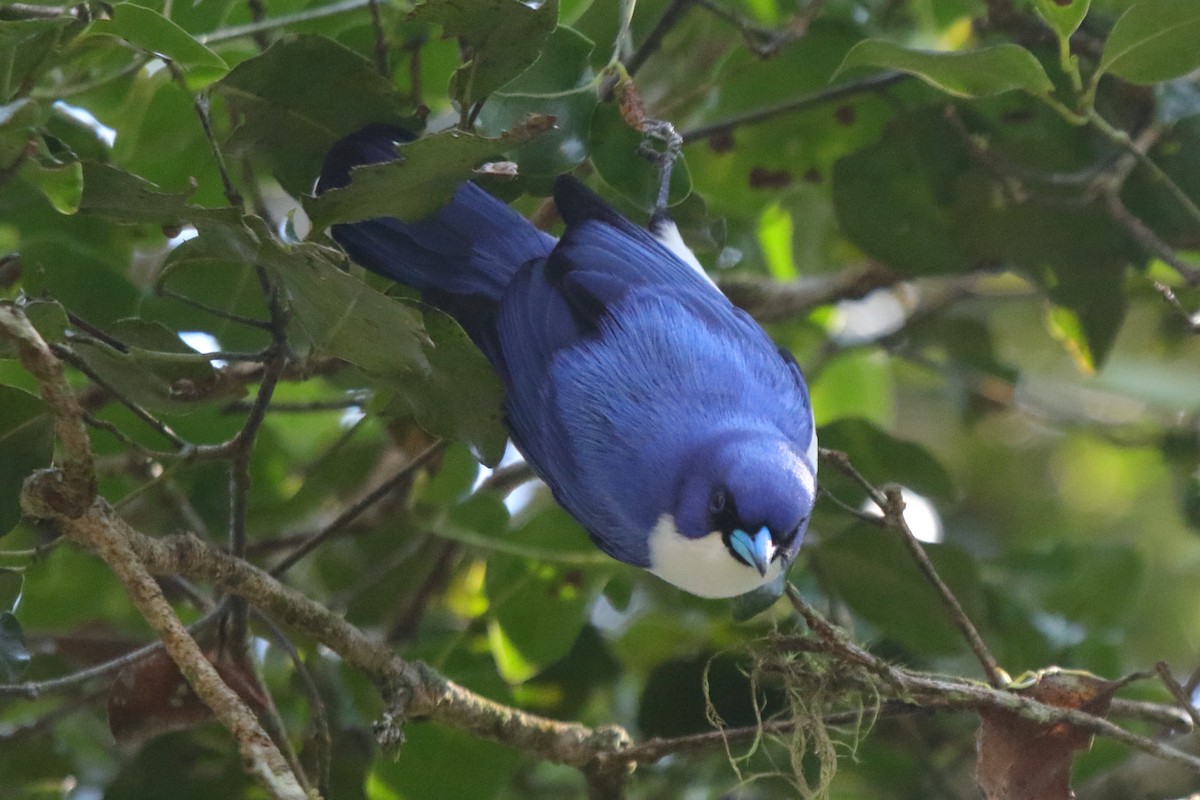 Madagascar Blue Vanga - ML635058991