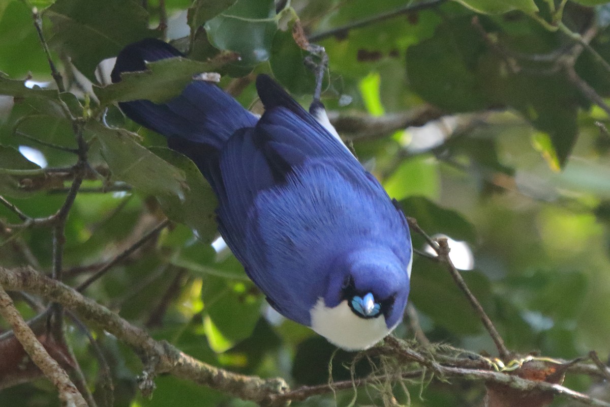 Madagascar Blue Vanga - ML635059002