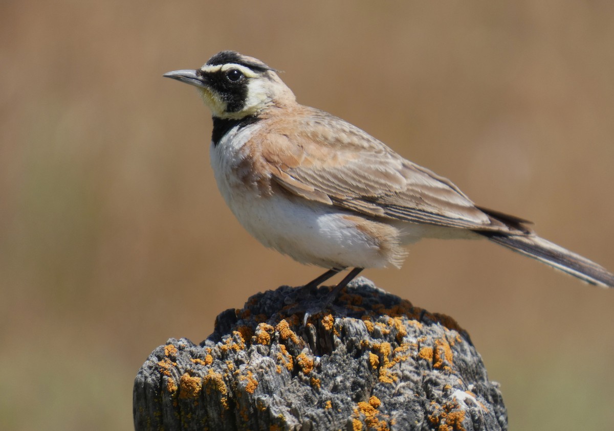 skřivan ouškatý - ML635059008