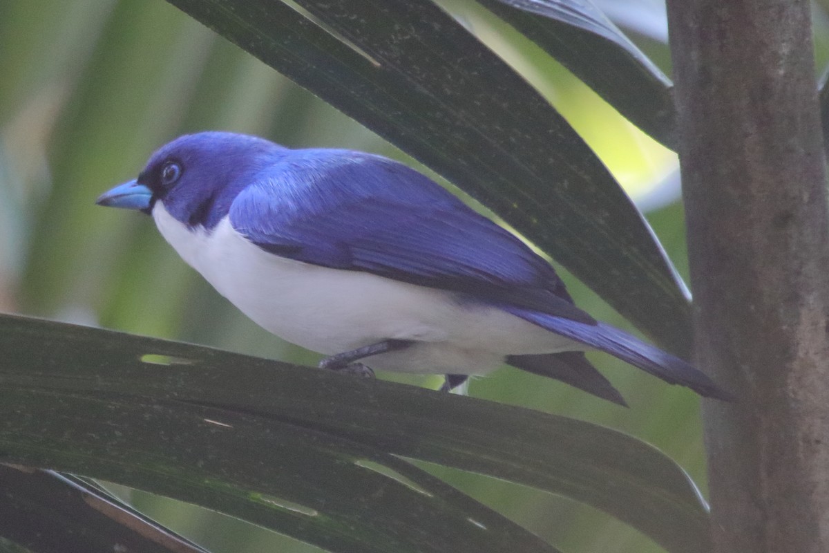 Madagascar Blue Vanga - ML635059012