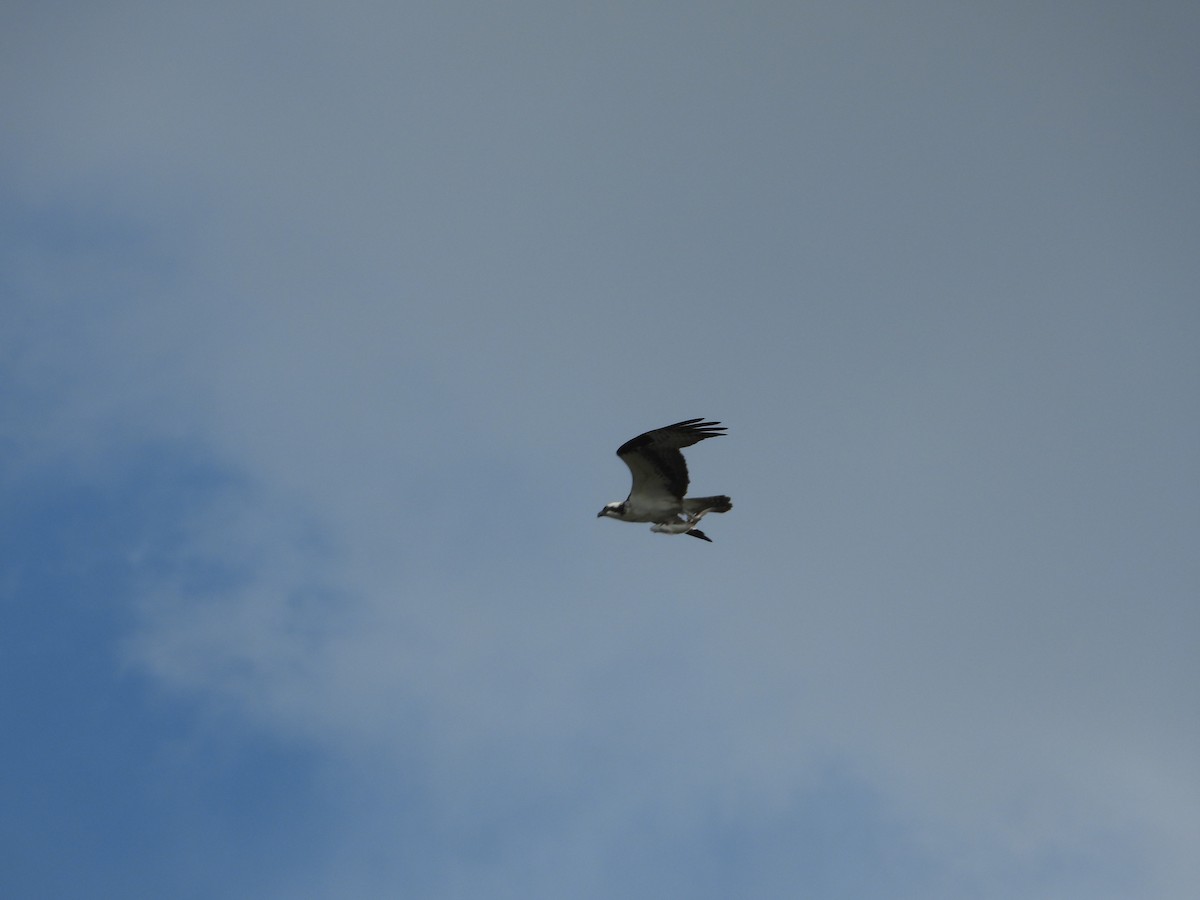 Osprey - ML635059206