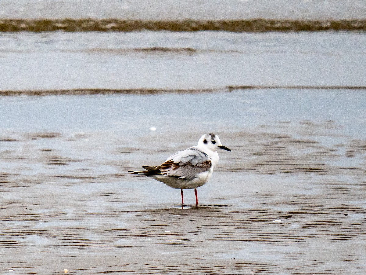 Bonaparte's Gull - ML635059210